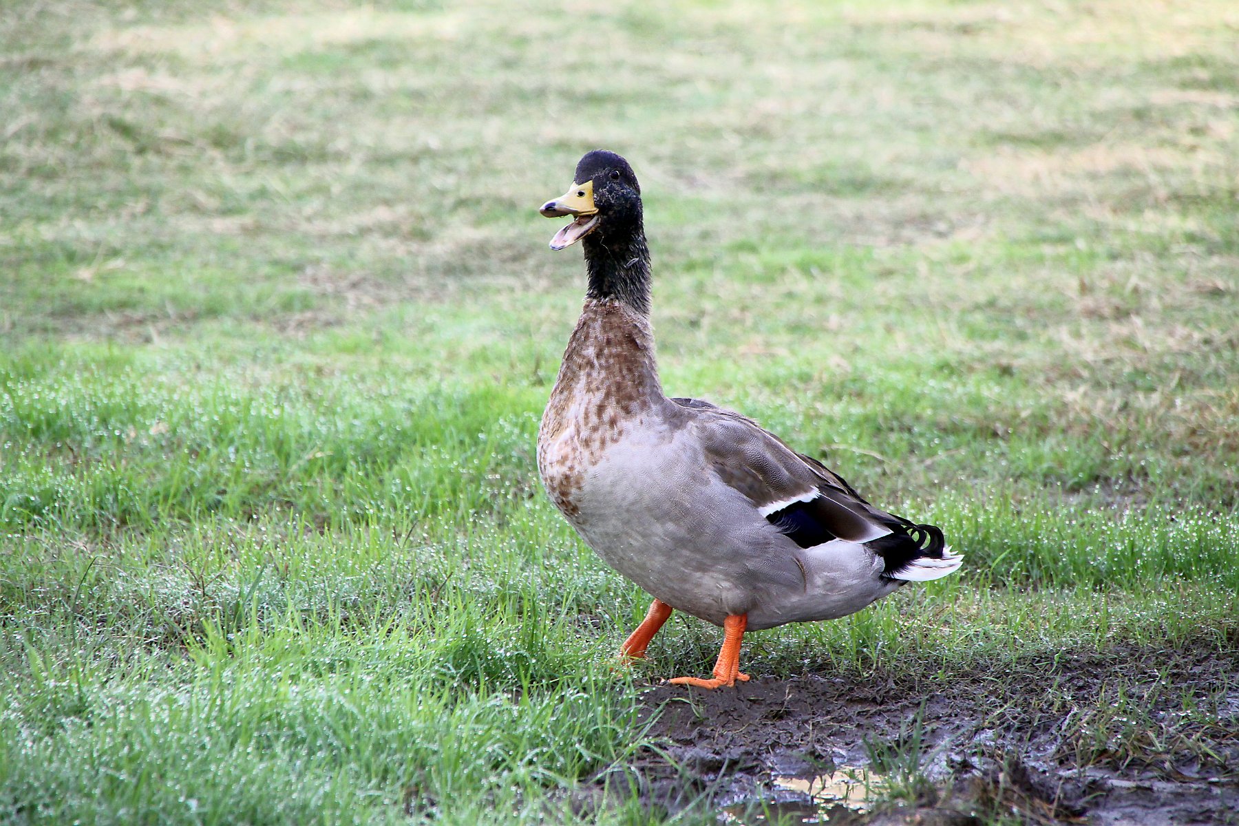 IMG_8421.JPG