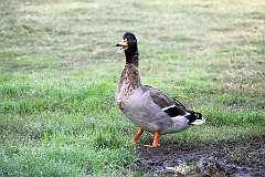 IMG_8421