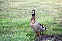 IMG_8422