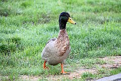 IMG_8428
