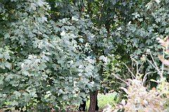 IMG_4738