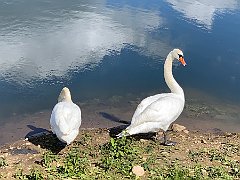 IMG_1265